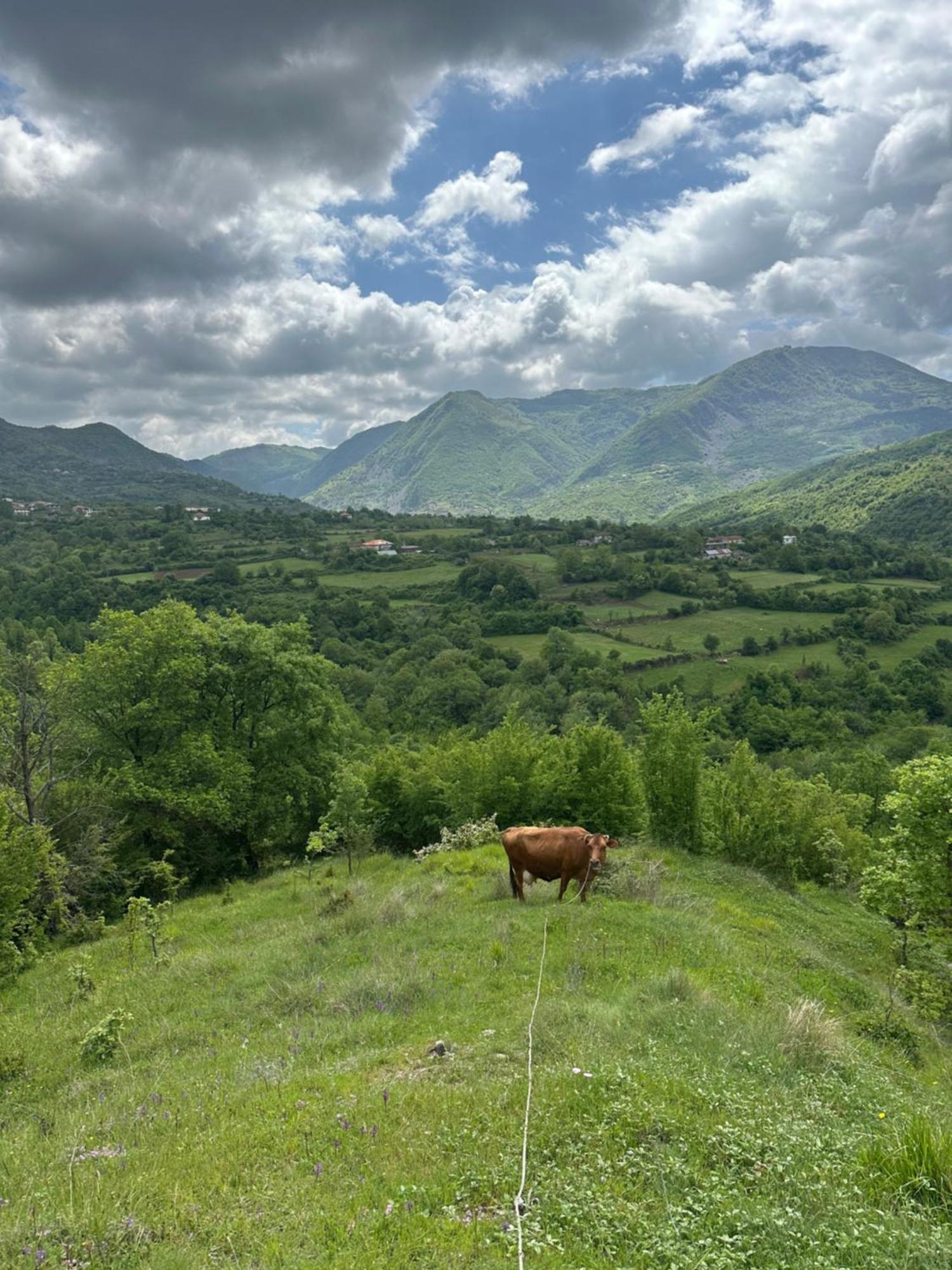 Vila Disha Τίρανα Εξωτερικό φωτογραφία